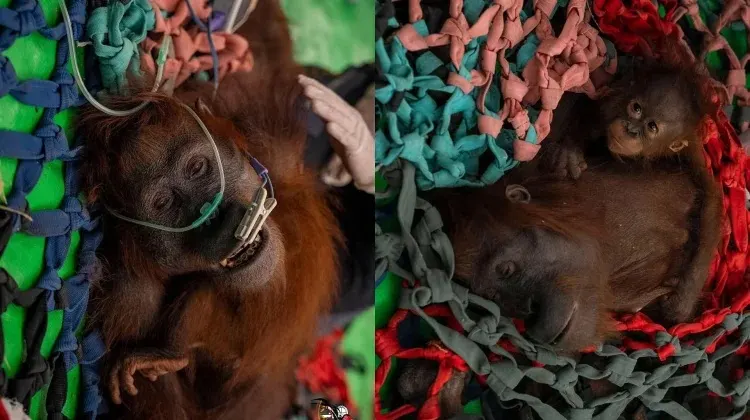 Tiga Satwa Orangutan Diselamatkan di Kayong Utara