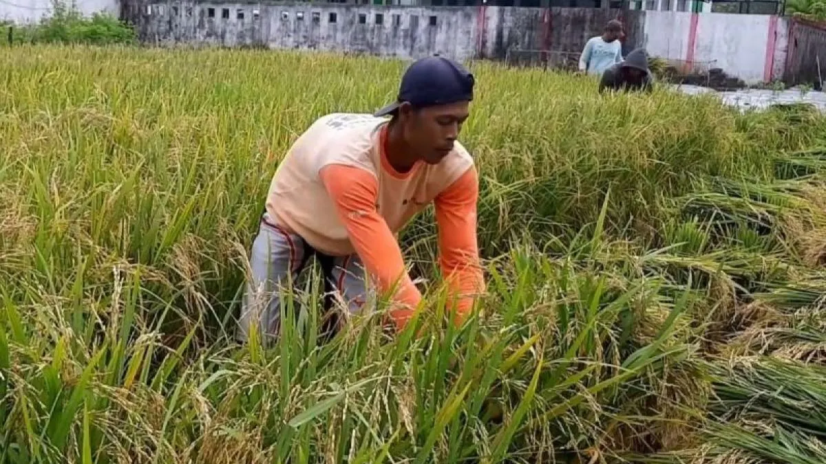 Petani di Kecamatan Sungai Raya, Kabupaten Kubu Raya memanen padi di ladang mereka