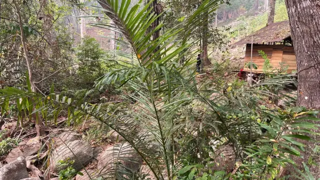 Kemenhut Siapkan Penanganan Sawit di Kawasan Taman Nasional Gunung Palung