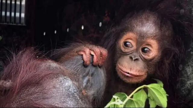 Karhutla Ancam Satwa Liar, 46 Orang Utan dan 12 Trenggiling Diselamatkan di Kalbar