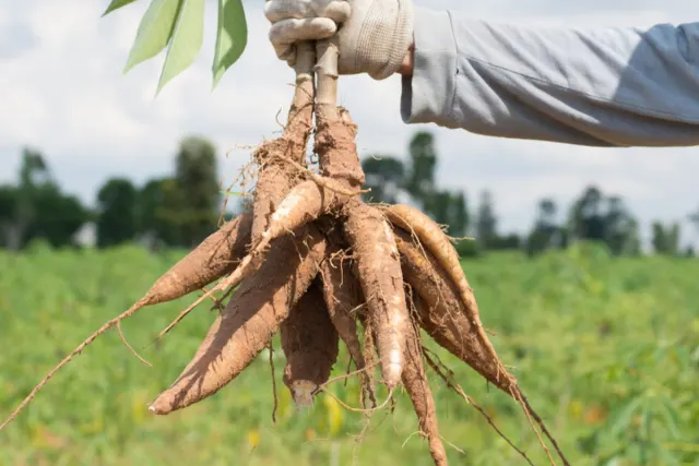 BRIN Kembangkan Formulasi Berbahan Singkong untuk Bantu Atasi Karhutla Gambut