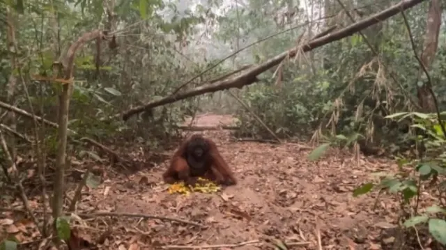 Kondisi Orang Utan Paldo di Tengah Kebakaran Tanjung Puting: Masih Bugar, Namun Ancaman Nyata Mengintai